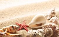 pic for Seashells On The Beach 